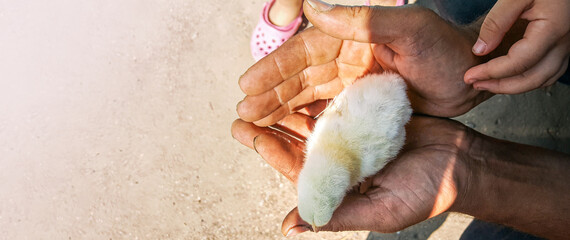 Human holding a little chicken in hands, at a poultry farm