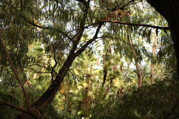 sun shining through trees