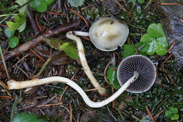 Dung roundhead, Stropharia semiglobata, also known as halfglobe mushroom or hemispheric stropharia,...