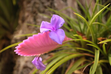 purple crocus flower