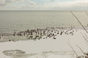 Canada geese and other birds seen along a winter-day shore of Lake Ontario in Toronto.