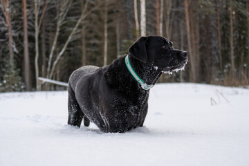 Frosty Fur Elegance: Black Lab's Winter Reverie. Winter Grace of a Black Labrador. Winter Charm. Winter Wonderland Labrador Retriever. Noir Nuzzles in Snow: Winter's Embrace by a Black Lab.