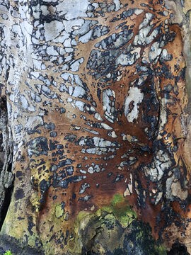 Textured wood surface of a massive elm stump