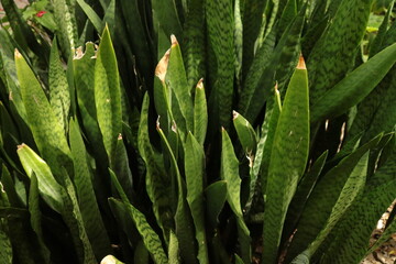 Obraz premium tropical leaves