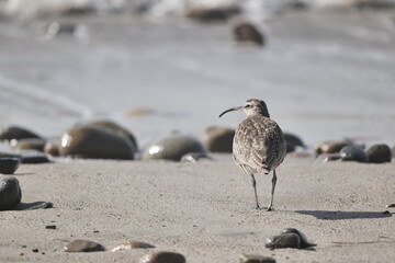Fototapeta premium A large sandpiper, probably Whimbrel (Numenius phaeopus) forages at low tide on the Pacific Coast of California.