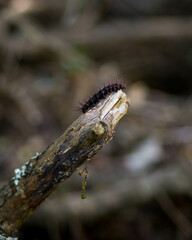 caterpillar on tree