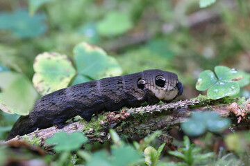 Caterpillar of Elephant hawk moth, Deilephila elpenor
