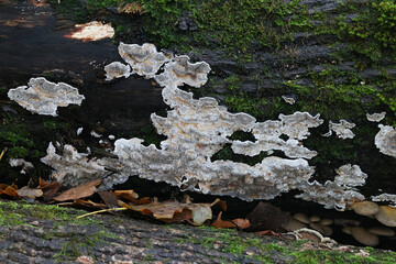 Obraz premium Common Mazegill, Datronia mollis, bracket fungus from Finland