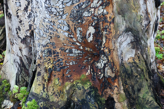 Textured wood surface of a massive elm stump