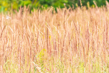 Yellow reed in the field. Bright natural background with sunset. Selective soft focus of beach dry grass and reeds