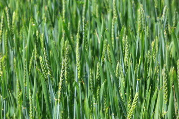 Green sprouts of wheat