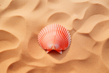 Pink color seashell lying on smooth golden sand in bright sun light top view. Summer sea life vocation holidays concept