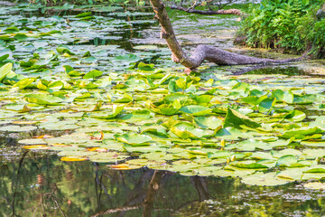 Yellow water lily flower, Nuphar lutea, blooming yellow among the green leaves on the water of the lake