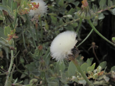seed heads