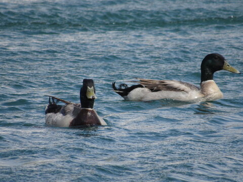 ducks on the water
