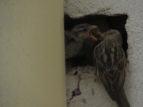 Nestling Nourishment: Parent Bird and Chicks

