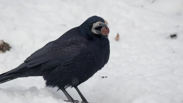 Black Raven. Raven with a nut in its beak. Get food in winter. Bird survival in the forest. Black hair with nut. The bird is eating. Raven got food. Food in the beak. Bird on a tree. Winter forest.