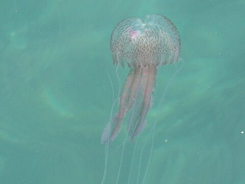 jellyfish in the water