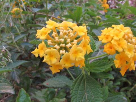 flower in the garden
