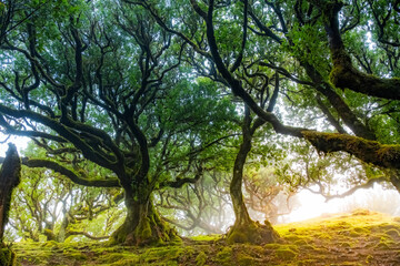 Fanal forest old mystical tree in Madeira island. Twisted trees in fog in Fanal Forest. Huge, moss-covered trees create a dramatic, scared landscape