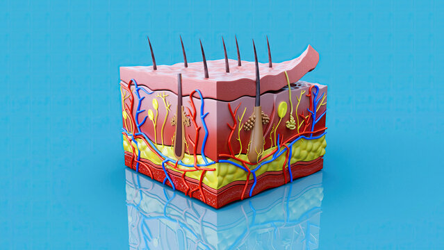 Abstract illustration of the skin layers