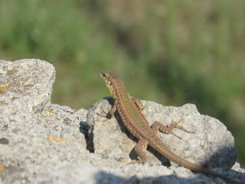 Meadow Mingle: Lively Lizard in the Grass
