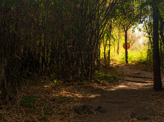 Fototapeta premium The sunlight shines on the far away sides of the bamboo trees as they stand side by side.