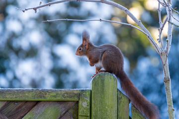 Eichhörnchen im Garten