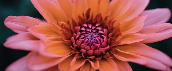 macro close-up photography of vibrant color flower as a creative abstract background - obrazy, fototapety, plakaty