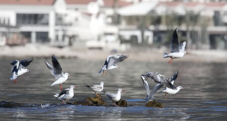Flock common Black-headed Gull in sea, Larus ridibundus with background of city Herceg Novi, birds...