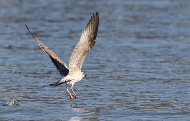 Yellow-legged gull in fly, Larus michahellis juvenile, birds of Montenegro