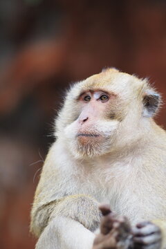 Close up portrait of face monkey in Thailand, beautiful yellow brown Barbary macaque staring away, cute, animal, pet, nature 