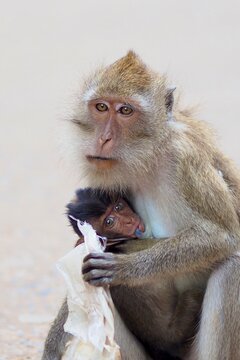 mother and baby monkey holding hug at natural park Thailand, eating plastic bag pollution, environmental problem, natural, food, banana, animal, background