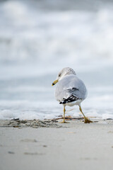 Seagull searching for breakfast in front of the ocean.