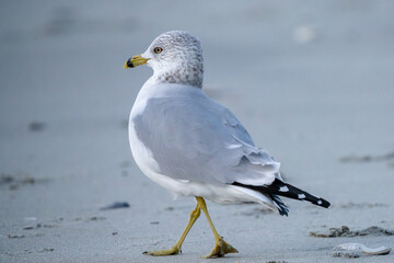 Seagull mid-stride on the  beach.