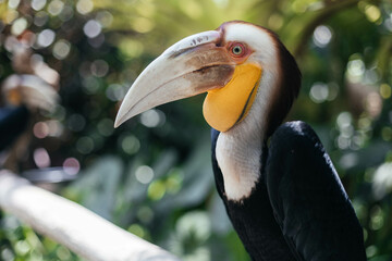 The wreathed hornbill Rhyticeros undulatus, also called bar-pouched wreathed hornbill