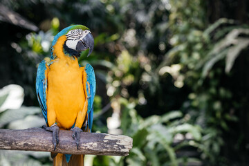 Blue yellow parrot sitting on wooden stick
