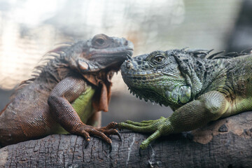 Two beautiful iguanas sitting on a tree