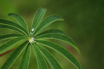 Beautiful transparent drop of water on a green leaf Lupin macro with sun glare. Raindrop in the Lupin leaf. Dew. Water after rain in the leaves. Morning dew. Green Lupinus in spring garden. Ecology