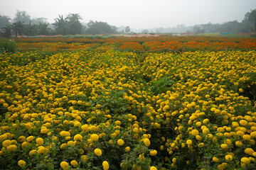 Fototapeta premium Vast field of yellow marigold flowers at valley of flowers, Khirai, West Bengal, India. Flowers are harvested here for sale. Tagetes, herbaceous plants, family Asteraceae, blooming yellow marigold.