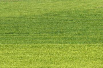 Fototapeta premium Beautiful green grass field texture