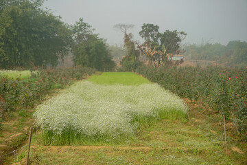 Gypsy flower, Gypsophila paniculata, the baby's breath, common gypsophila or panicled...