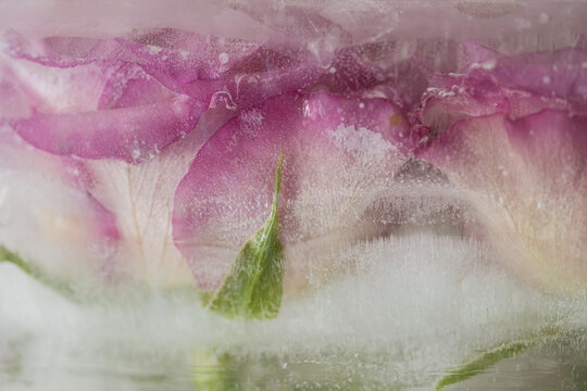 pink rose and petals frozen in ice cube 
