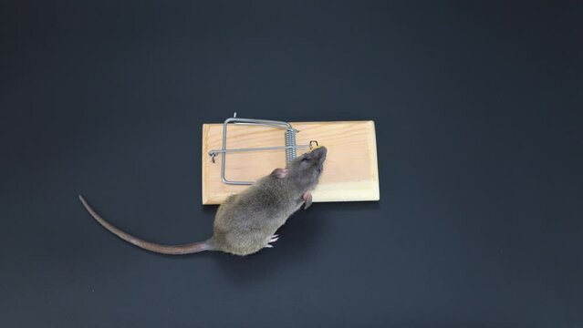 A brown agouti rat sits on a mousetrap. A rodent eats cheese. Top view of the trap. Isolated on black background