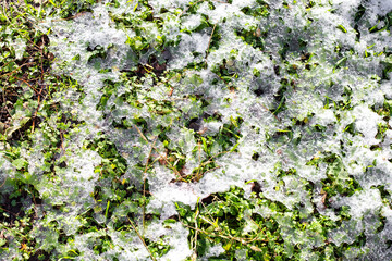 Melting white snow on green grass on a winter day. Warming weather.