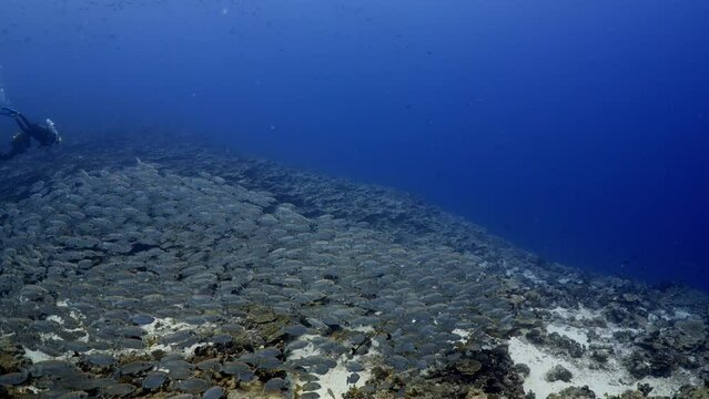 Incredible underwater life have been filmed in the French Polynesia (Tahiti), at the South pass in the atoll of Fakarava, Shoal of fish over the reef