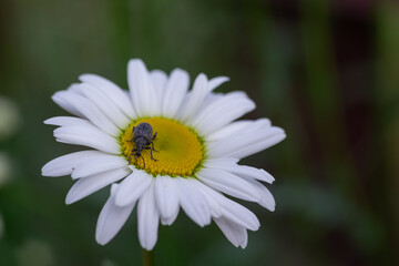 Obraz premium insect on a camomile