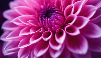 Deurstickers purple dahlia petals macro, floral abstract background. Close up of flower dahlia for background © Adi