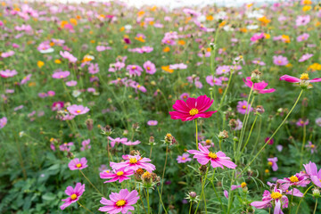 Obraz premium Cosmos flower field