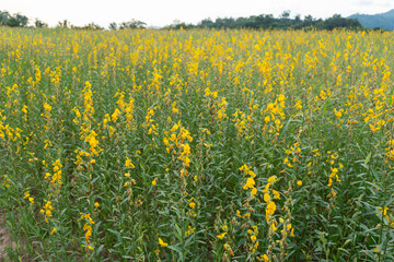 Sunn hemp flower fields